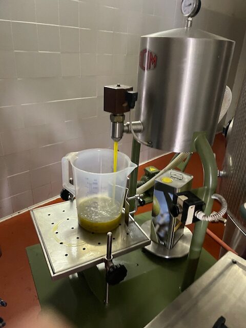 Freshly pressed olive oil flowing into a container at a local mill in Abruzzo