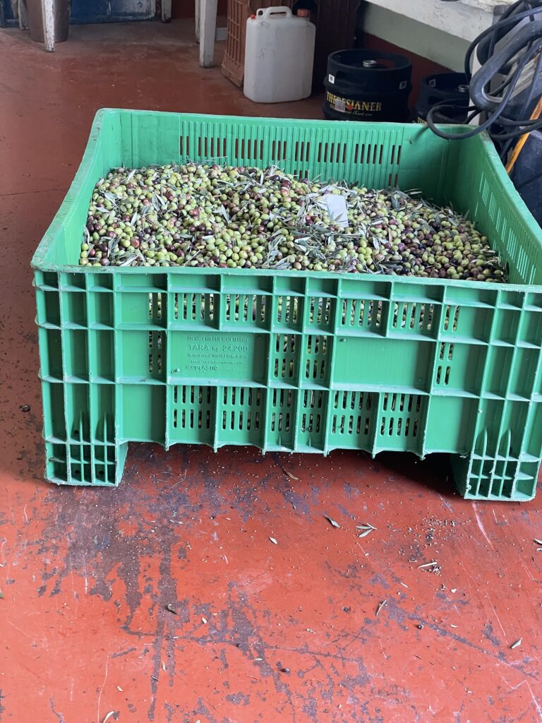 A family harvest crate filled with freshly picked olives