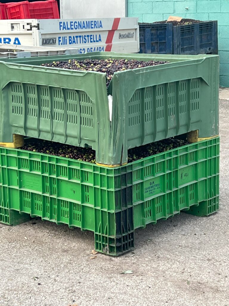 family harvest crates filled with freshly picked olives.