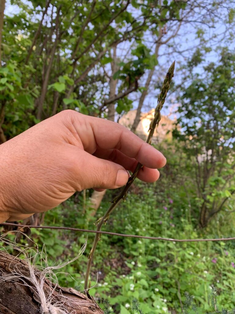 Hand picking wild asparagus in a garden, surrounded by lush greenery and natural vegetation