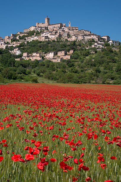 A field of red poppies in bloom with an Italian hilltop village in the background on a sunny day