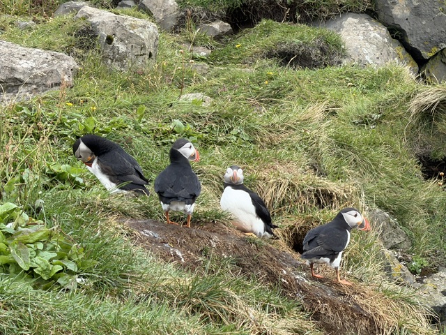 Atlantic puffins gathered among the grass and rocks on the cliffs at Dyrhólaey.