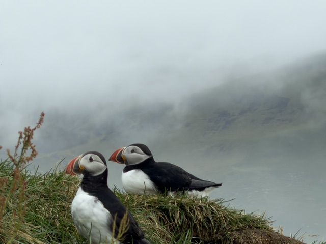 Three Atlantic puffins resting on a misty cliff at Dyrhólaey during our Iceland Ring Road trip.