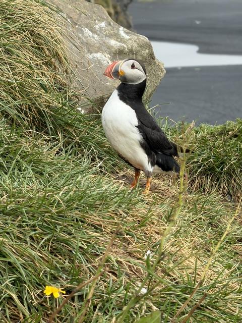 Atlantic puffin standing on the grassy cliffs at Dyrhólaey in Iceland.