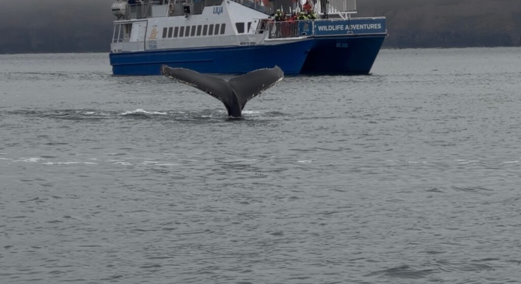 Whale tail rising above the water during our whale watching trip in Iceland.