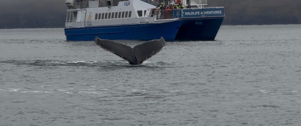Whale tail disappearing beneath the water after a dive during our Iceland whale watching tour.