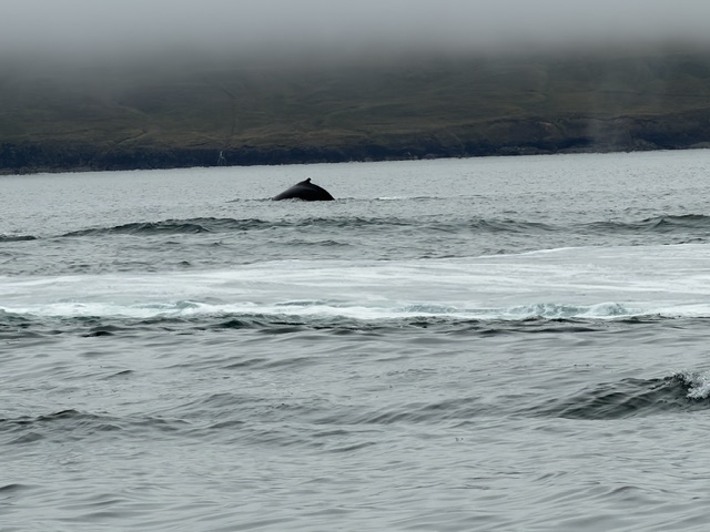 Whale arching its back above the water before diving during our Iceland whale watching trip.