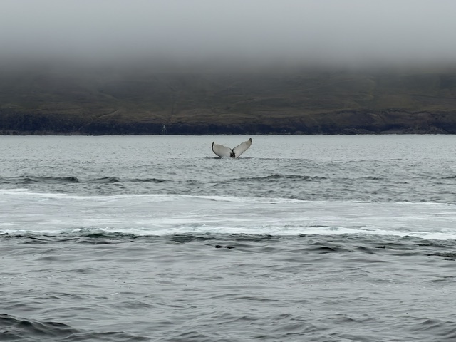 White whale tail rising above the water during our whale watching trip in Iceland.