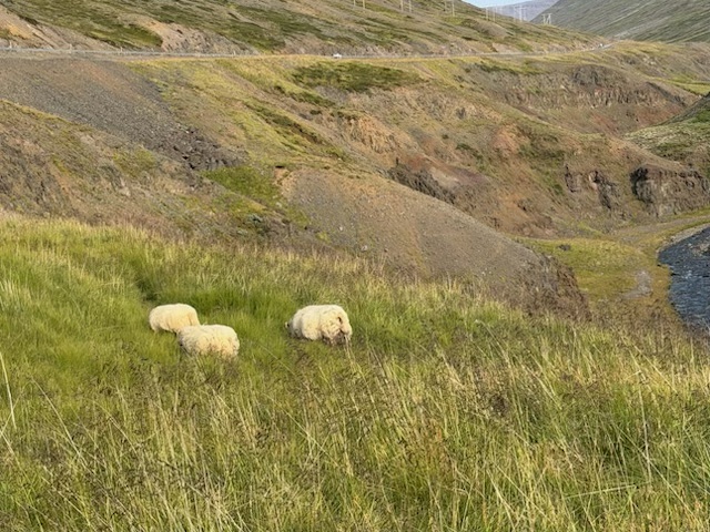 Lambs grazing beside the road during our Iceland Ring Road campervan trip.